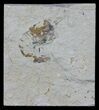 Cretaceous Fossil Shrimp - Lebanon #61561-1